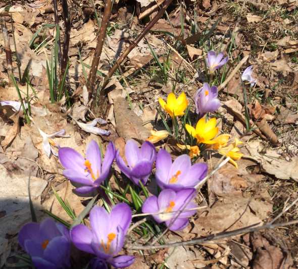 crocuses